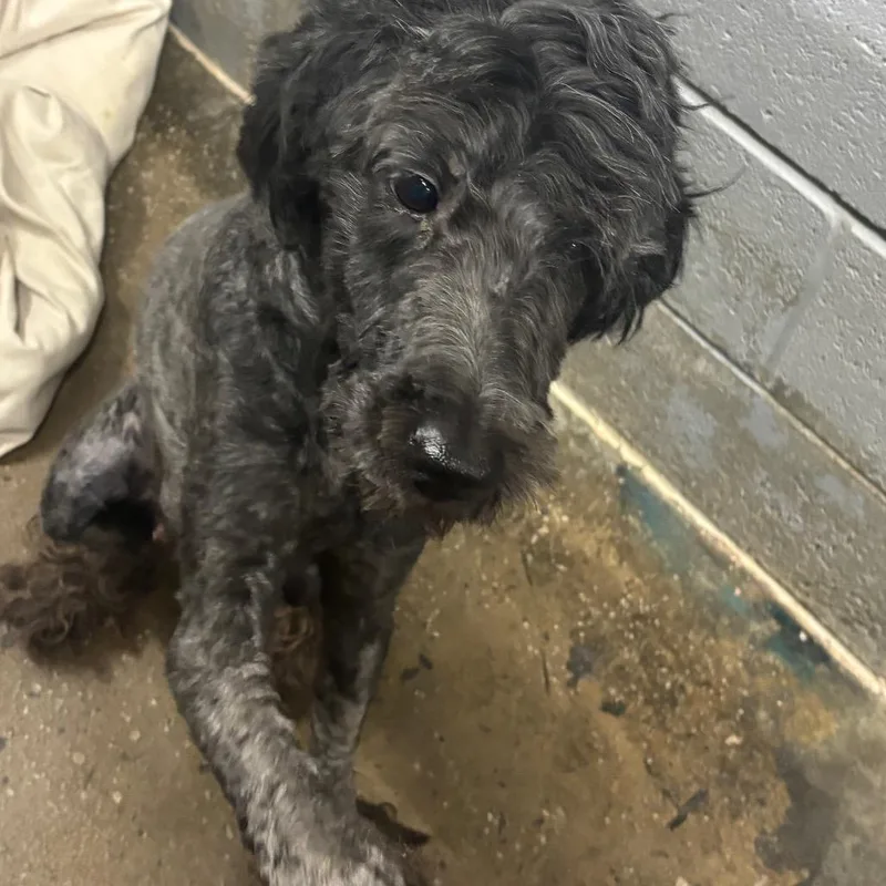 A young medium-sized female Black Poodle dog named Moggy for adoption in Corbin, KY