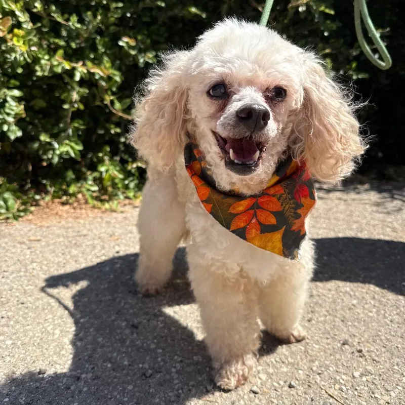 A senior small-sized male Yellow / Tan / Blond / Fawn Miniature Poodle dog named Jack for adoption in Santa Barbara, CA