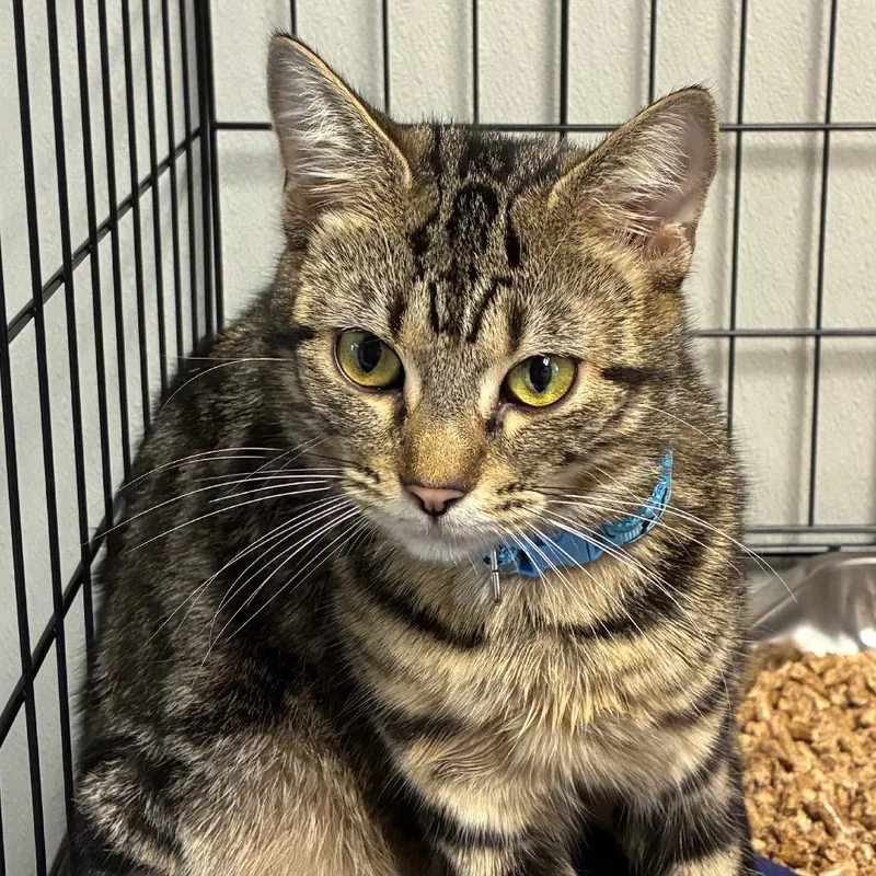 A young medium-sized female Black Domestic Short Hair cat named Abigail for adoption in Uniontown, PA