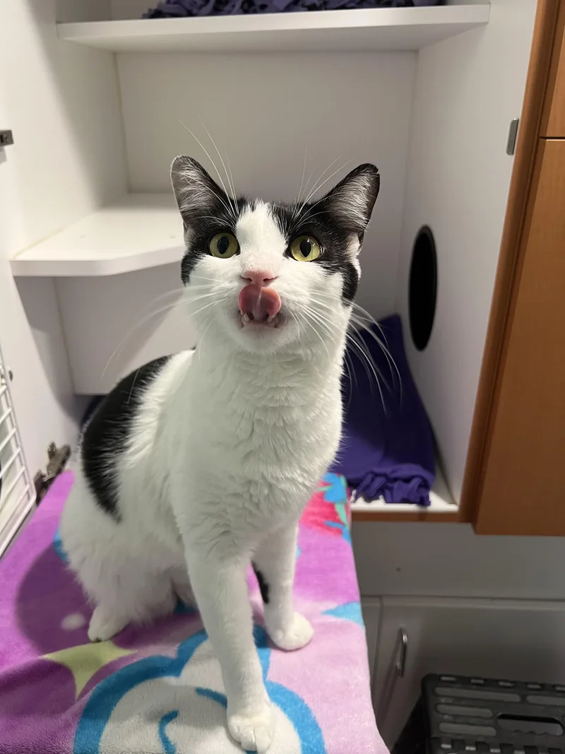 A young medium-sized female Black & White / Tuxedo Domestic Short Hair cat named Cow Spot for adoption in Wellesley, MA