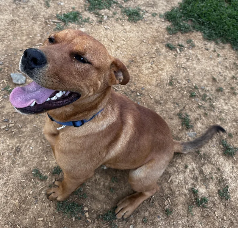 A young large-sized male Labrador Retriever dog named Red for adoption in Rogersville, TN