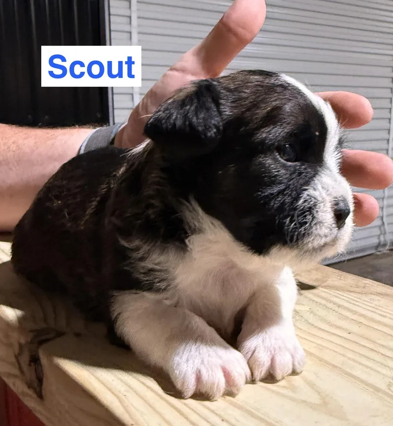 Puppies  Puppies  thumbnail 2