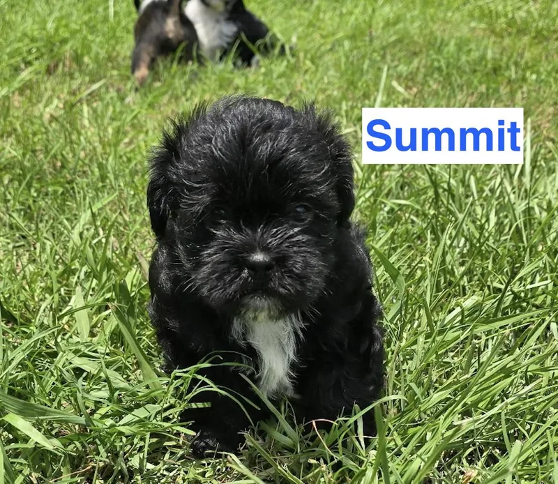 Puppies  Puppies  thumbnail 3