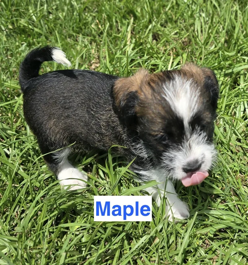 Puppies  Puppies  thumbnail 5