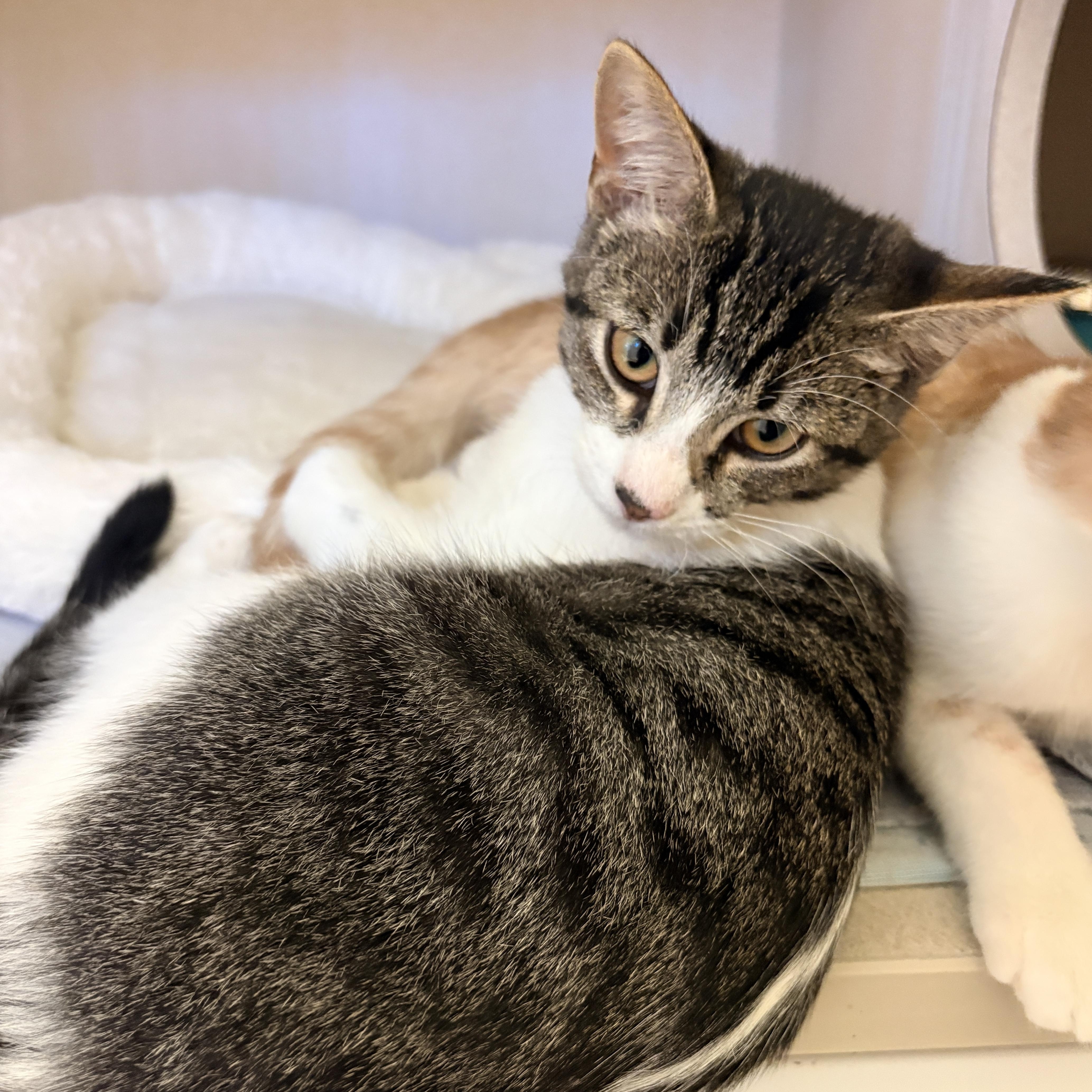 A young medium-sized female Domestic Short Hair cat named Blossom for adoption in Quincy, CA