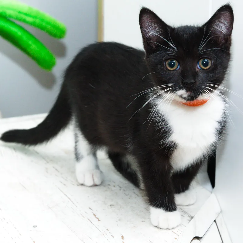 A baby medium-sized female Black & White / Tuxedo Domestic Short Hair cat named GW k Orange for adoption in Natick, MA