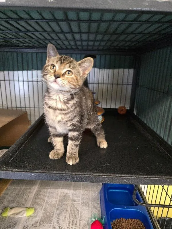 A young medium-sized female Domestic Short Hair cat named Cleo for adoption in Cortland, NY
