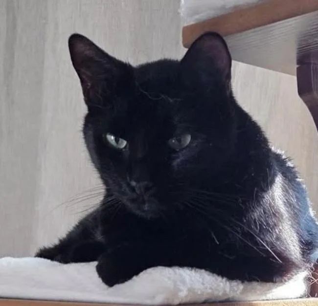 An adult medium-sized male Black Domestic Short Hair cat named Arthur for adoption in Long Beach, NY