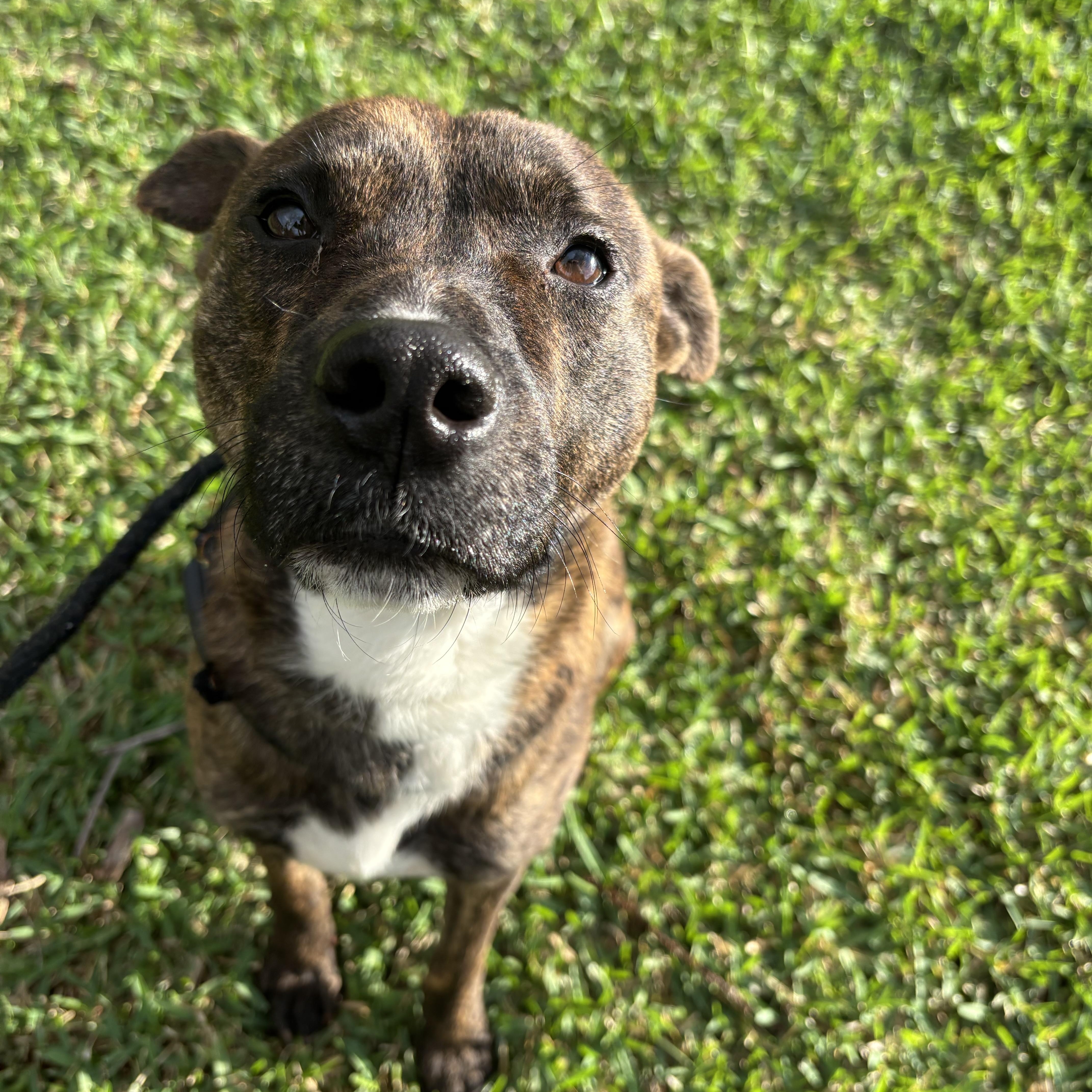 An adult medium-sized male Brindle German Shepherd Dog dog named Biscuit for adoption in Pearland, TX
