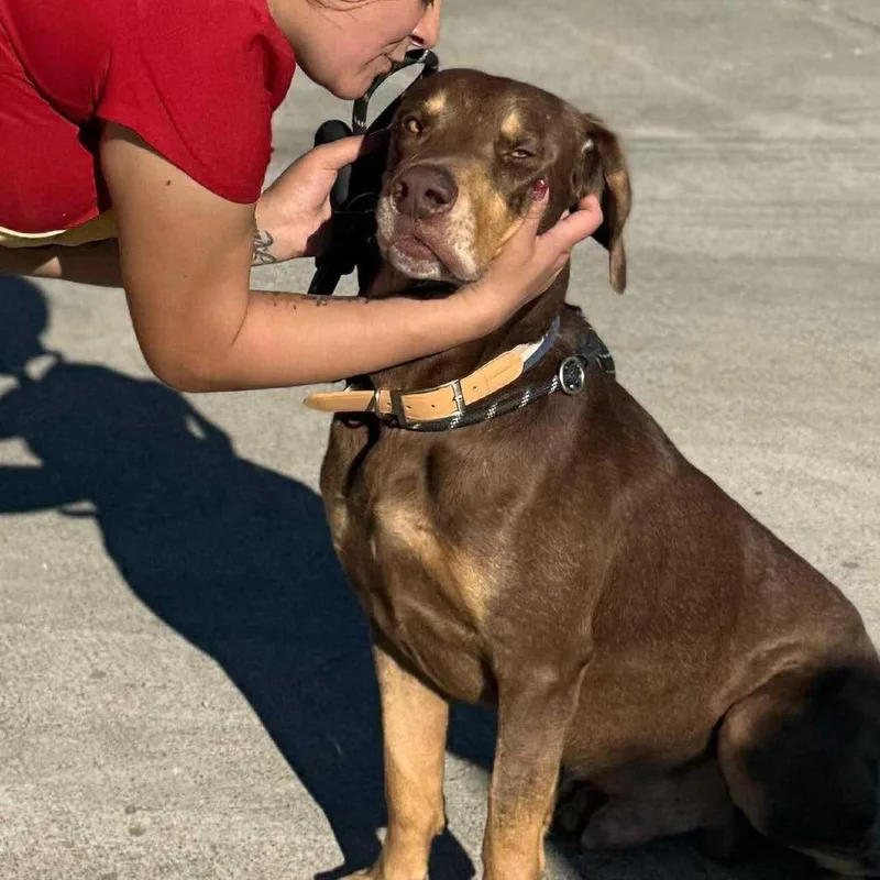 An adult large-sized male Brown / Chocolate Hound dog named Pauly for adoption in Webster, TX