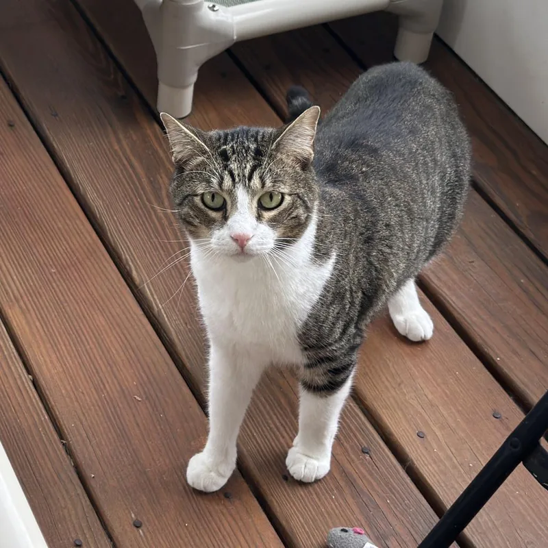 An adult large-sized male Brown / Chocolate Domestic Short Hair cat named H Mars for adoption in Port Washington, NY