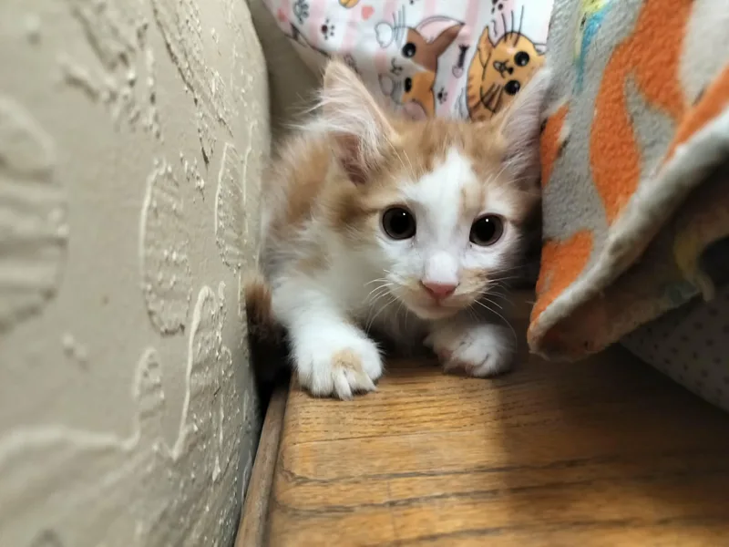 Marshmallow