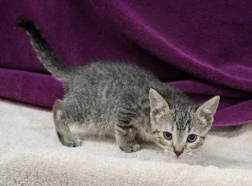 A young medium-sized female Domestic Short Hair cat named Alice for adoption in Thief River Falls, MN