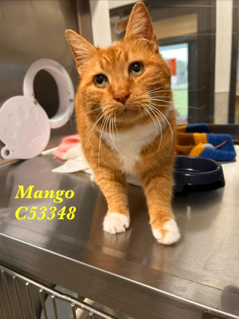 Mango