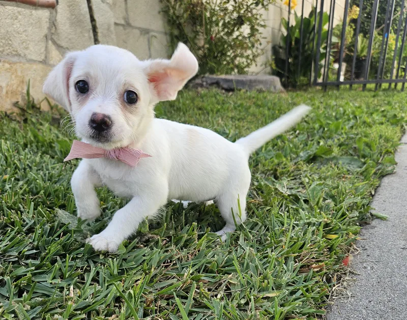 Maggie