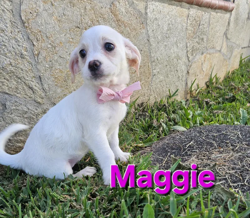 Maggie thumbnail 5