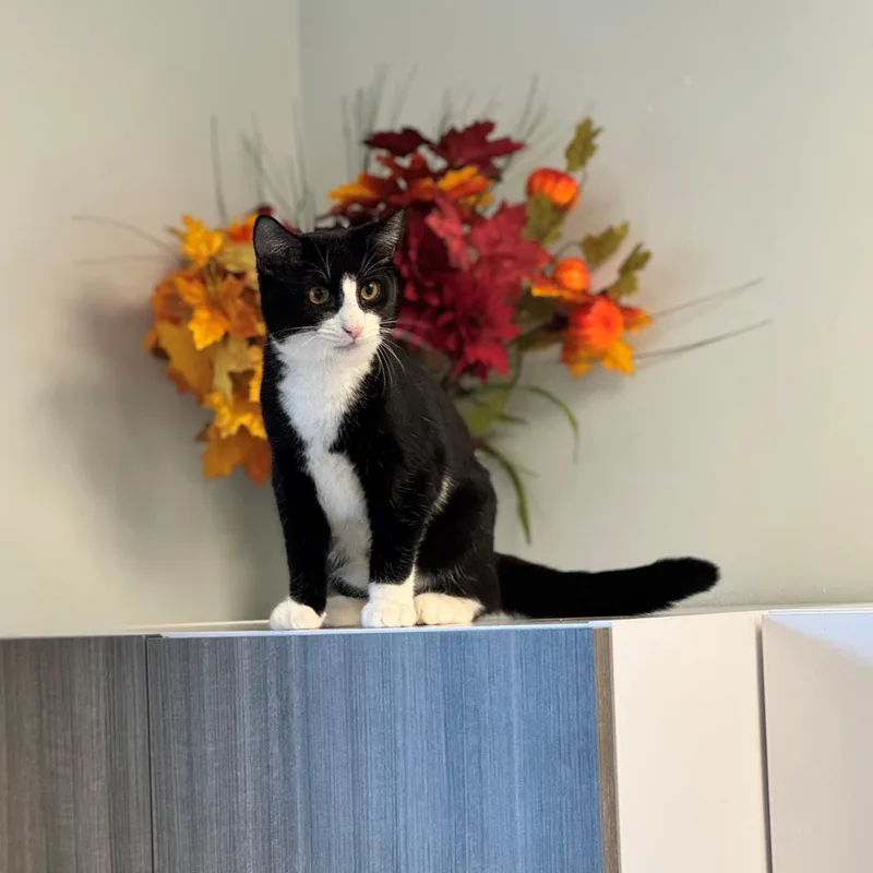 A young medium-sized male Black & White / Tuxedo Domestic Short Hair cat named Oreo for adoption in Syosset, NY