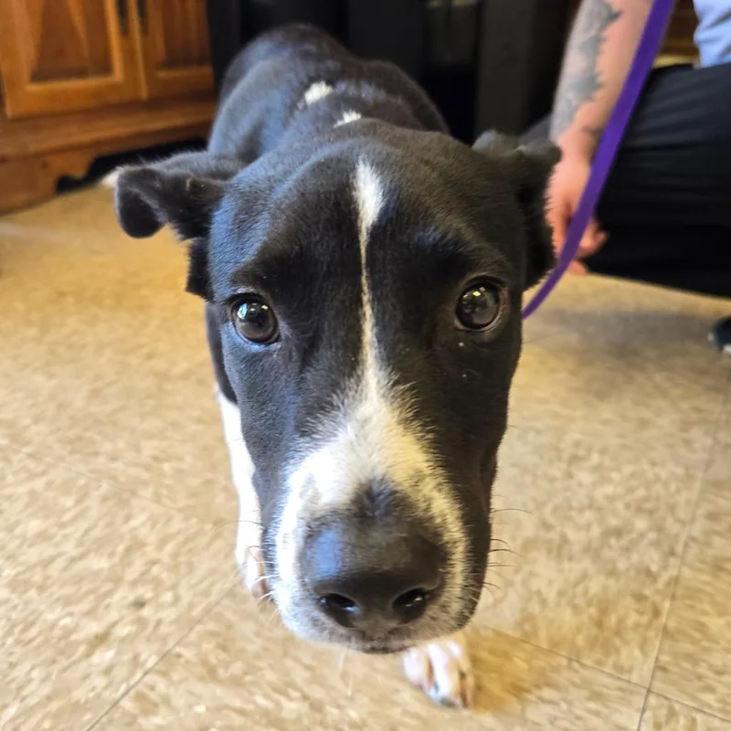 A baby small-sized female Pit Bull Terrier dog named Daisy for adoption in Birmingham, AL