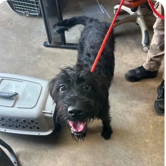 A young small-sized male Black Poodle dog named Ace for adoption in Baton Rouge, LA