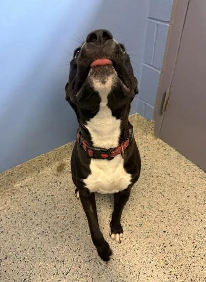 An adult medium-sized female Mixed Breed dog named Amire for adoption in Columbus, IN