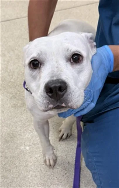 An adult medium-sized female Pit Bull Terrier dog named Isabella for adoption in Riverside, CA
