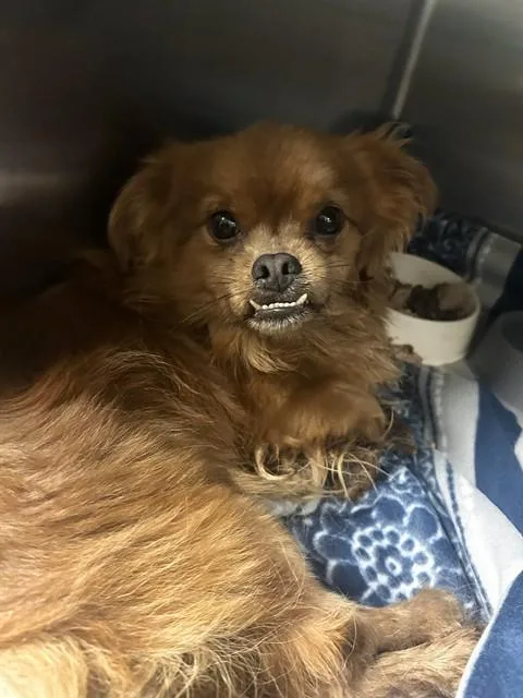 An adult small-sized male Pomeranian dog named Sugar for adoption in Riverside, CA