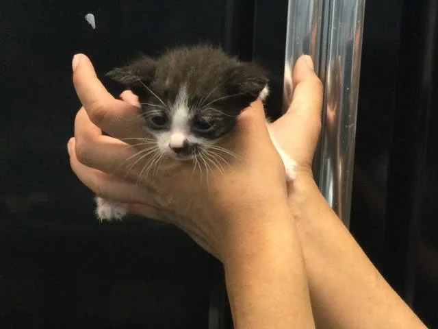 A baby small-sized female Domestic Short Hair cat named Jo for adoption in Thousand Palms, CA