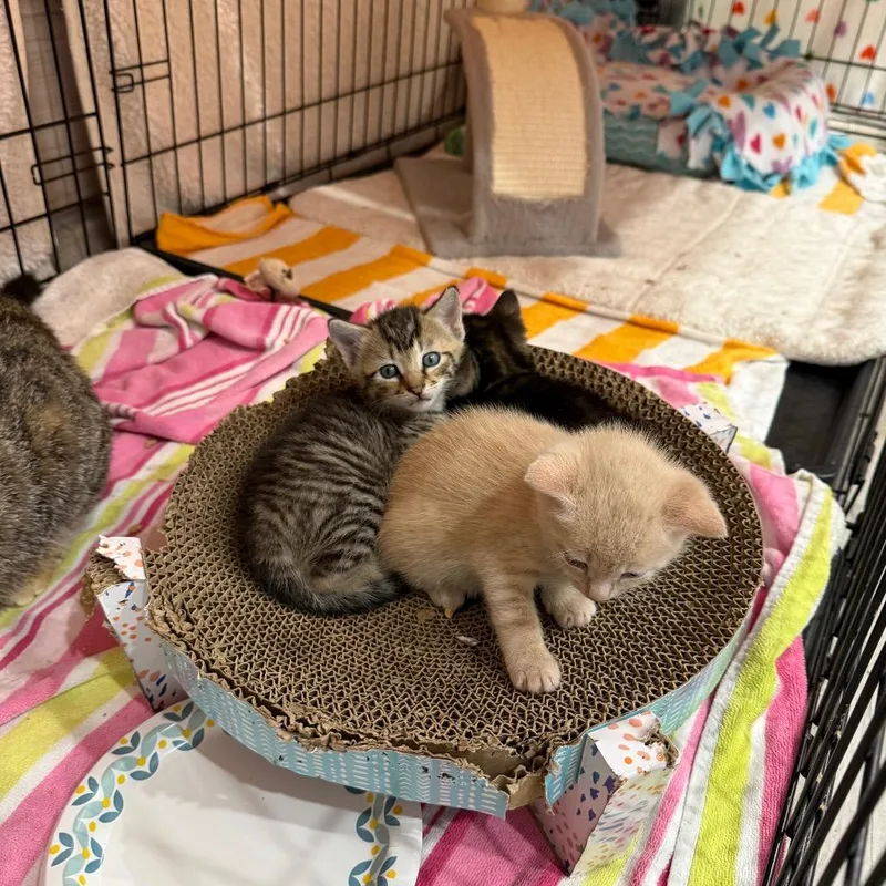 A baby small-sized female Gray / Blue / Silver Domestic Short Hair cat named Gouda Pepperjack for adoption in Juno Beach, FL