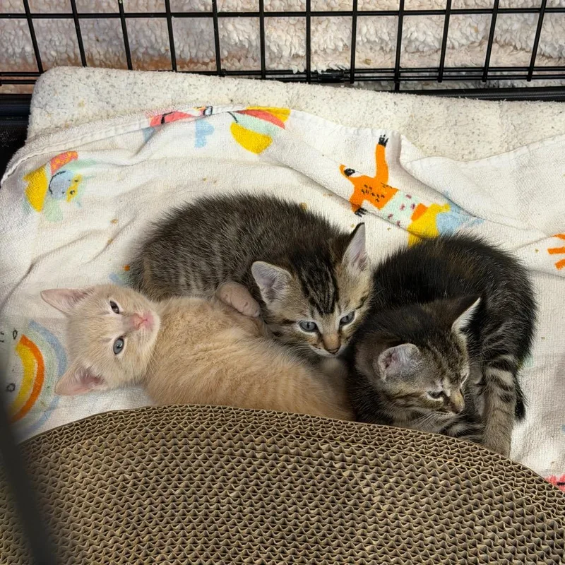 Gouda Pepperjack thumbnail 2