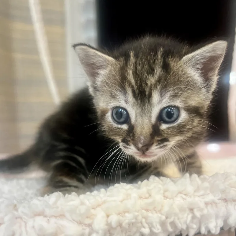 Gouda Pepperjack thumbnail 3