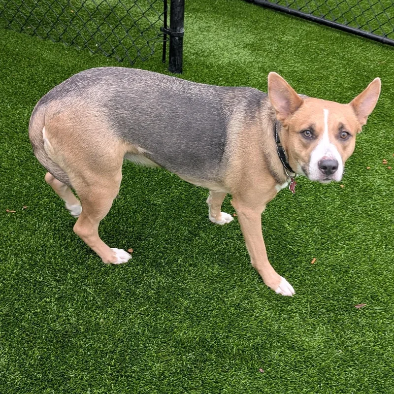 An adult medium-sized female Husky dog named Aries for adoption in Detroit, MI