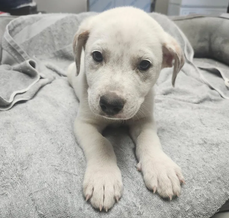 A baby large-sized male Mixed Breed dog named Hoss for adoption in Sapulpa, OK