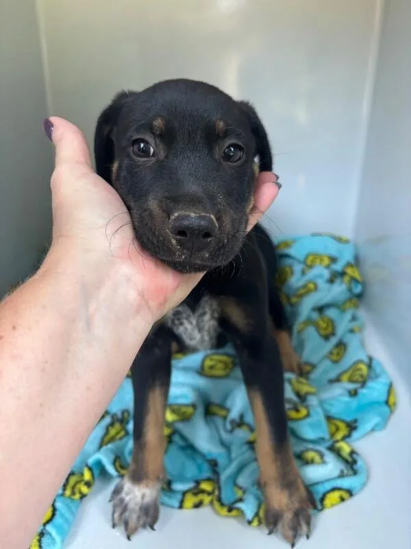 A young small-sized male Black Mixed Breed dog named Duke for adoption in Mobile, AL