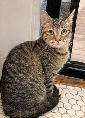 A baby small-sized female Domestic Short Hair cat named Squeekie for adoption in San Francisco, CA