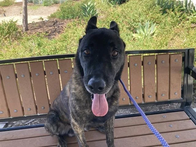 A senior large-sized male Dutch Shepherd dog named Dynamite for adoption in Tustin, CA