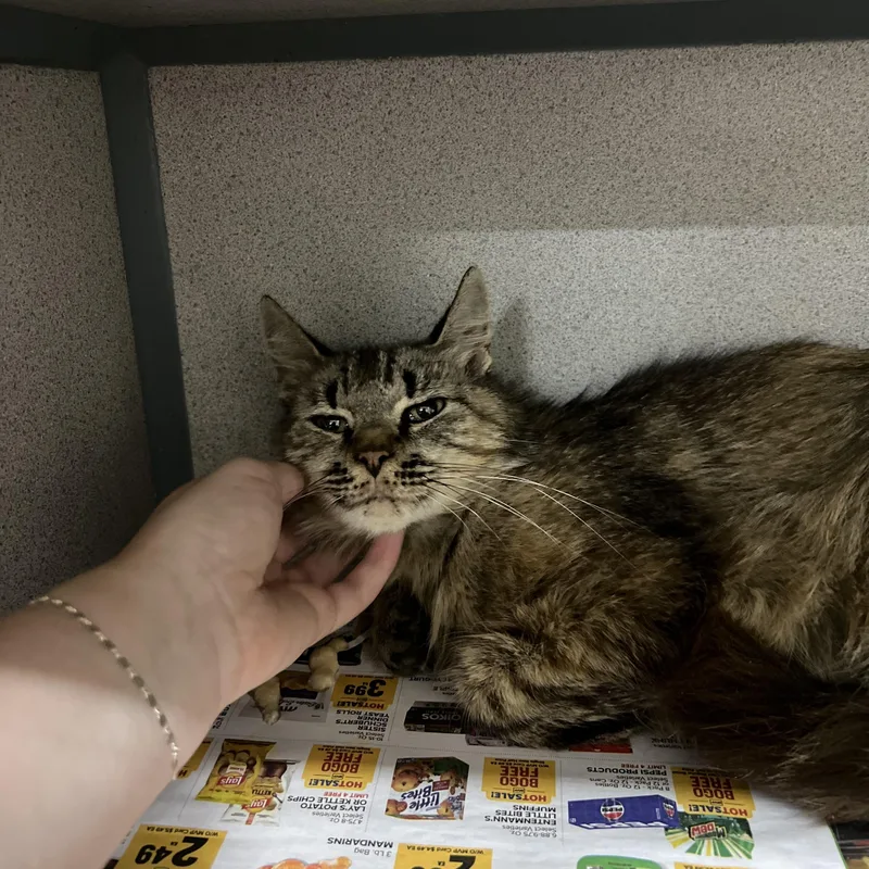 A young medium-sized female Tabby (Brown / Chocolate) Domestic Medium Hair cat named Dandelion for adoption in Worcester, MA