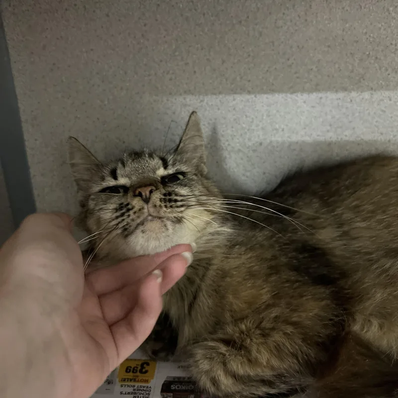 Dandelion thumbnail 2