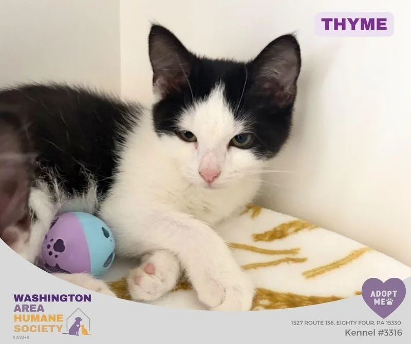 A baby small-sized male Black & White / Tuxedo Domestic Short Hair cat named Thyme for adoption in Eighty Four, PA