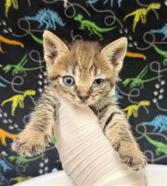 A baby small-sized female Domestic Short Hair cat named Blossom for adoption in Riverside, CA