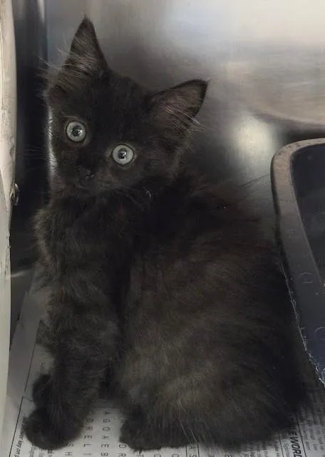 A young small-sized male Domestic Short Hair cat named Thunder for adoption in North Myrtle Beach, SC