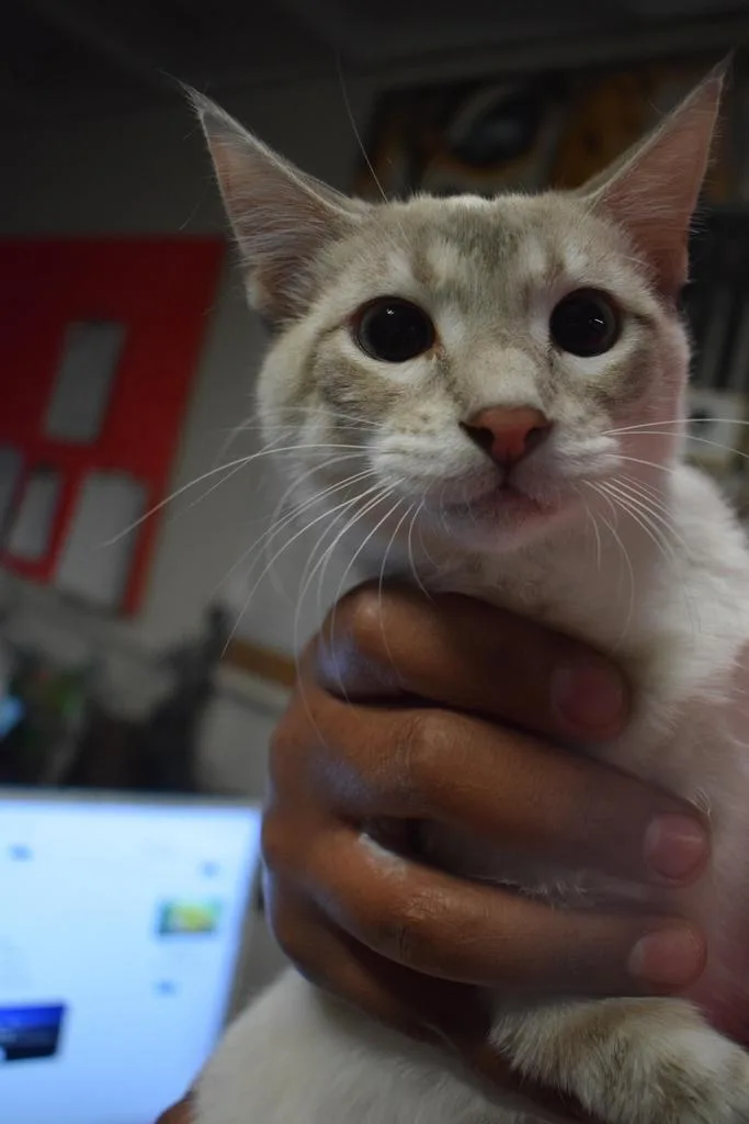 Lynx thumbnail 2