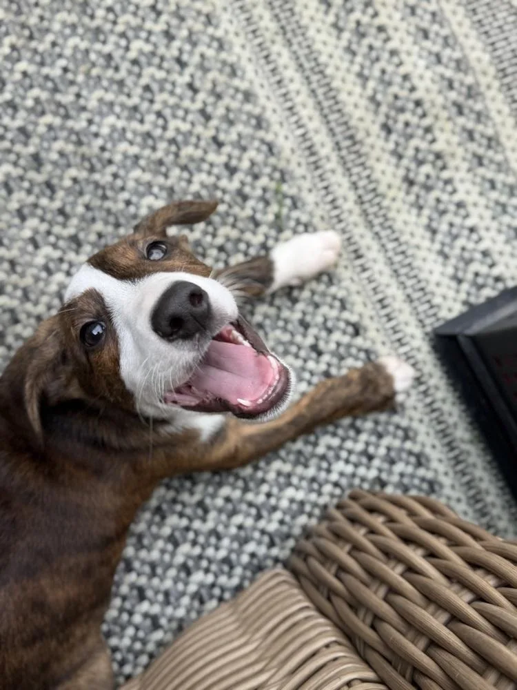 A baby medium-sized male Brindle Mixed Breed dog named Bk for adoption in Irwin, PA