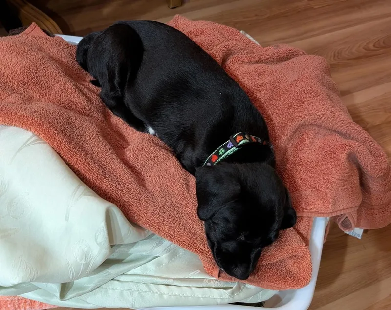 A baby medium-sized male Labrador Retriever dog named Norman for adoption in Aurora, IL