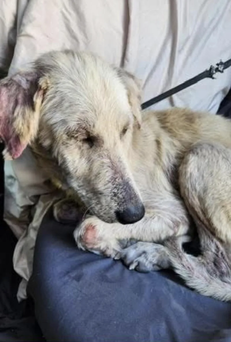 A young large-sized female Husky dog named Honey for adoption in New Rochelle, NY