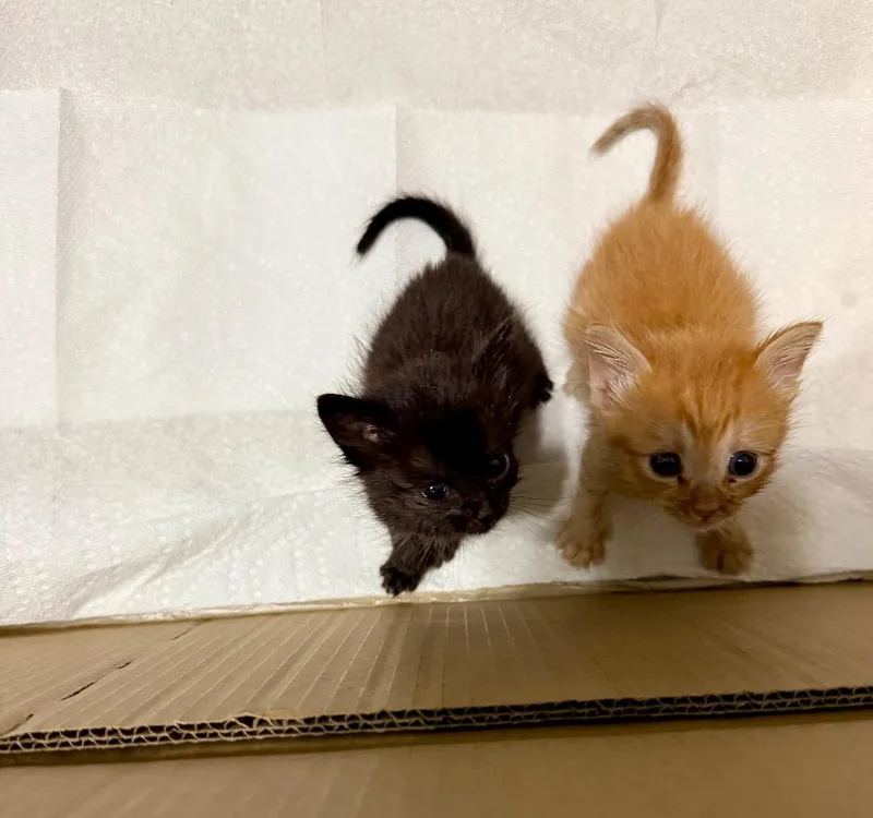 A baby small-sized male Domestic Short Hair cat named Zeke for adoption in Lewisville, TX