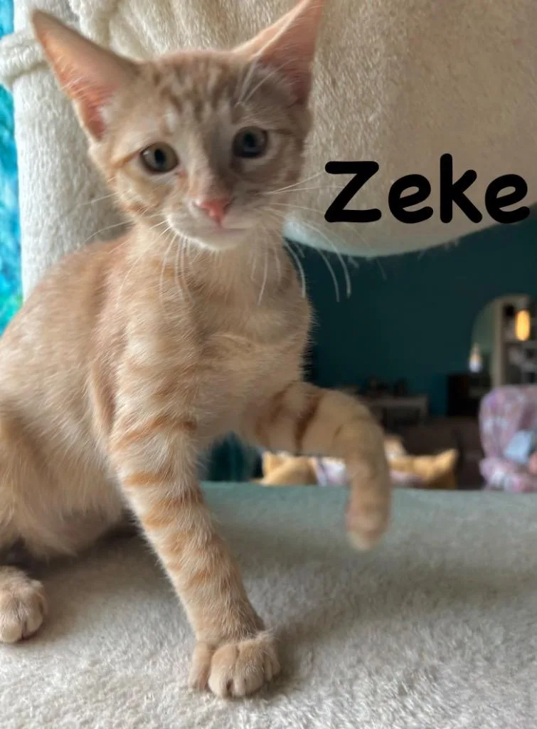 Zeke thumbnail 5