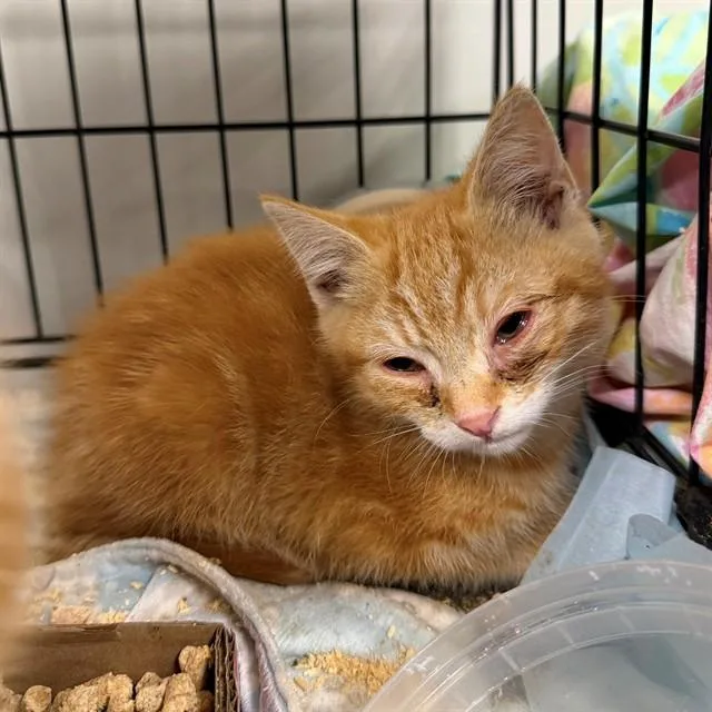 A baby small-sized male Domestic Short Hair cat named Mac for adoption in Ontario, CA