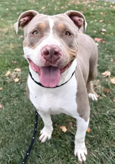An adult large-sized female American Staffordshire Terrier dog named Baby Hippo for adoption in Olivette, MO