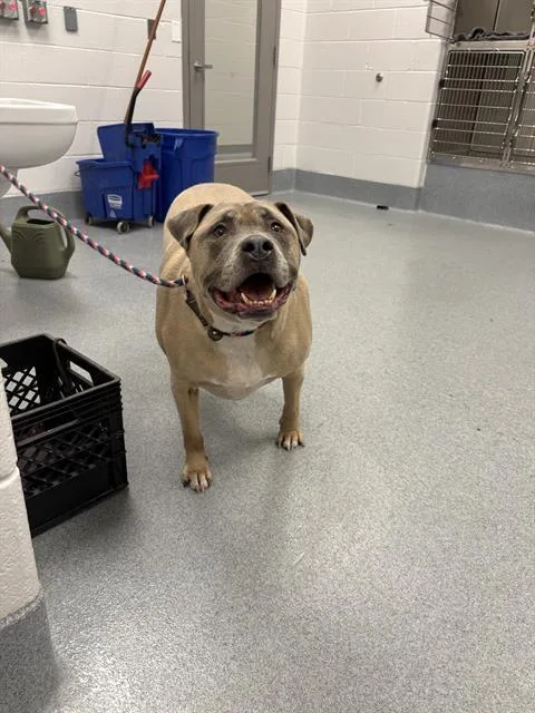 A senior large-sized male Mastiff dog named Duke for adoption in Indianapolis, IN