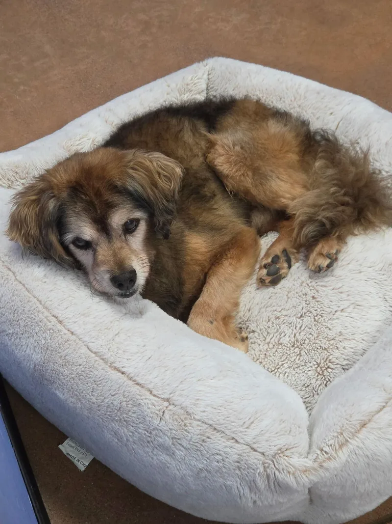 A senior small-sized male Cavalier King Charles Spaniel dog named Churro for adoption in Lafayette, CA